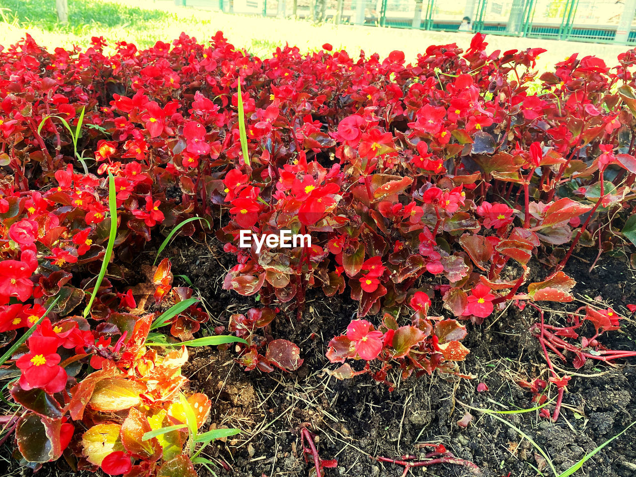 CLOSE-UP OF RED FLOWERING PLANTS