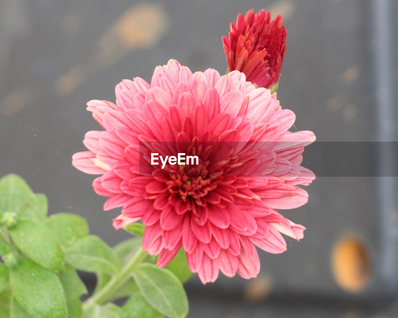 Close-up of pink flower