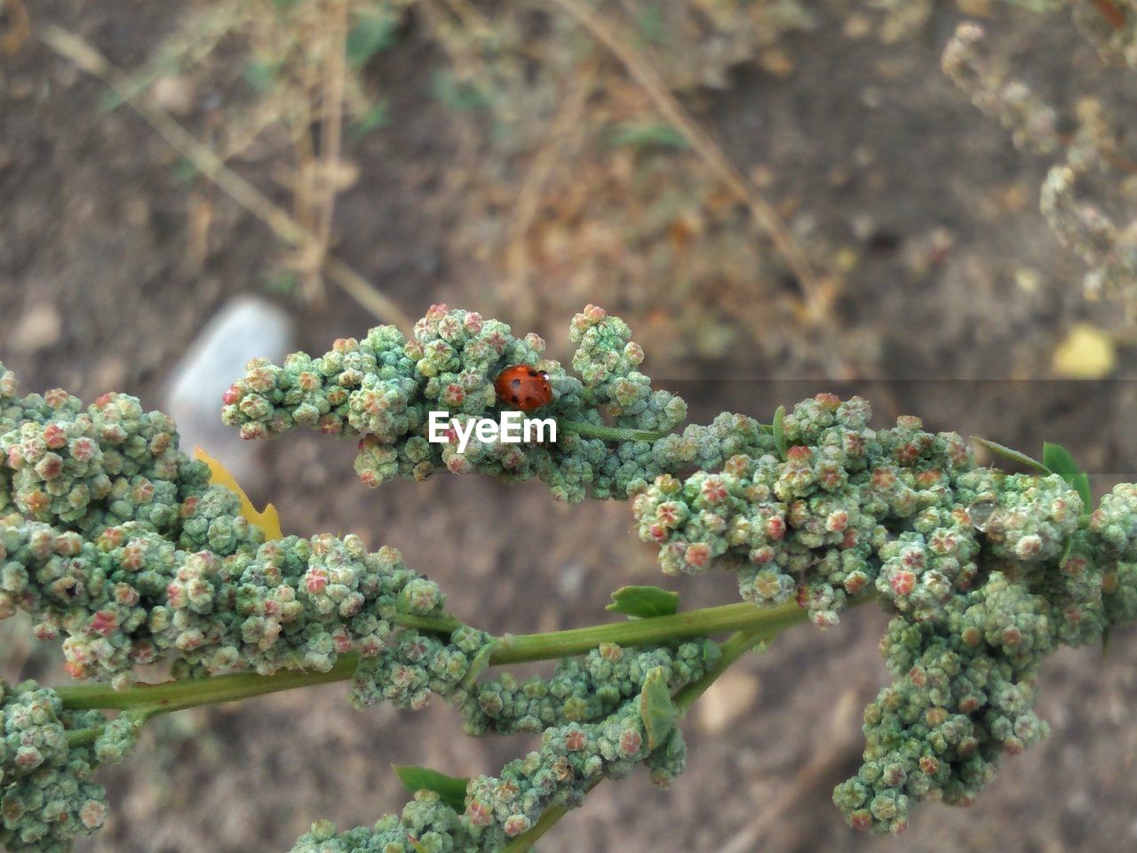 High angle view of flowering plant growing outdoors with ladybug 