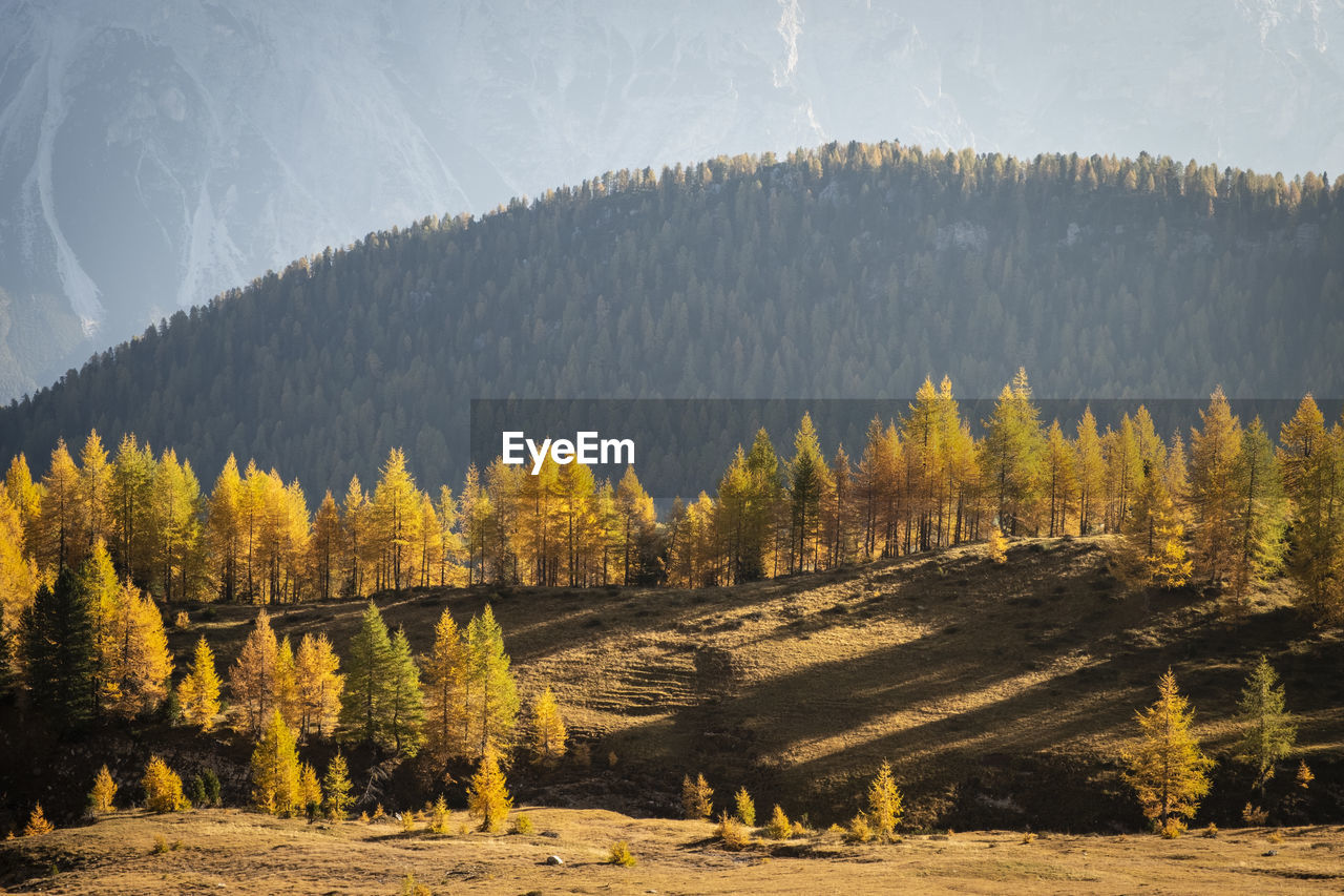 Pine trees in forest against sky