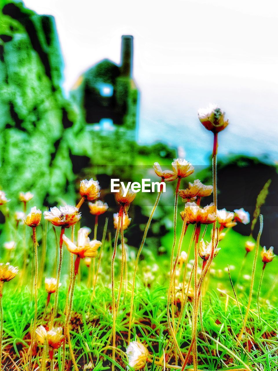 CLOSE-UP OF PLANTS GROWING IN FIELD