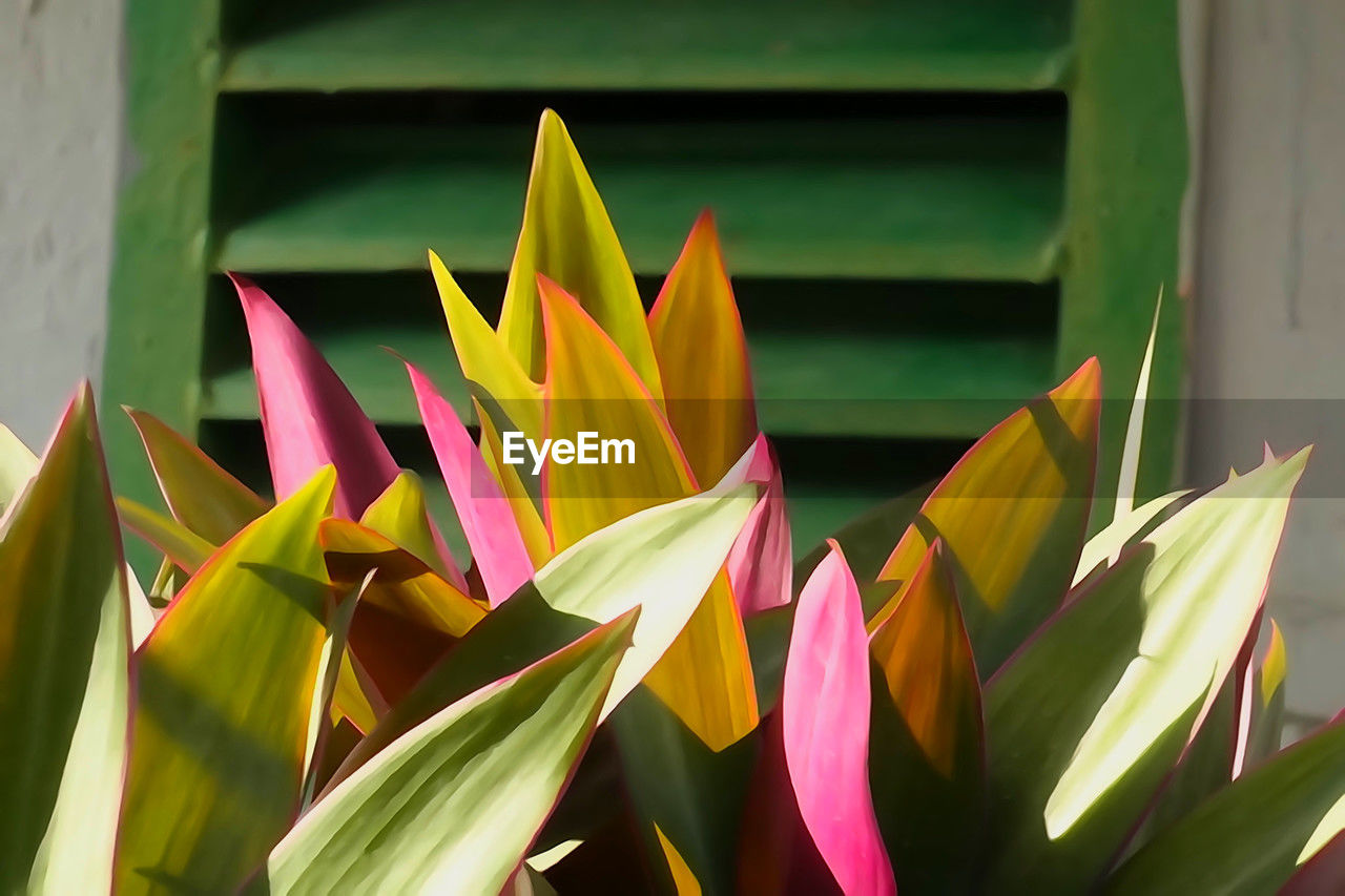 close-up of potted plant