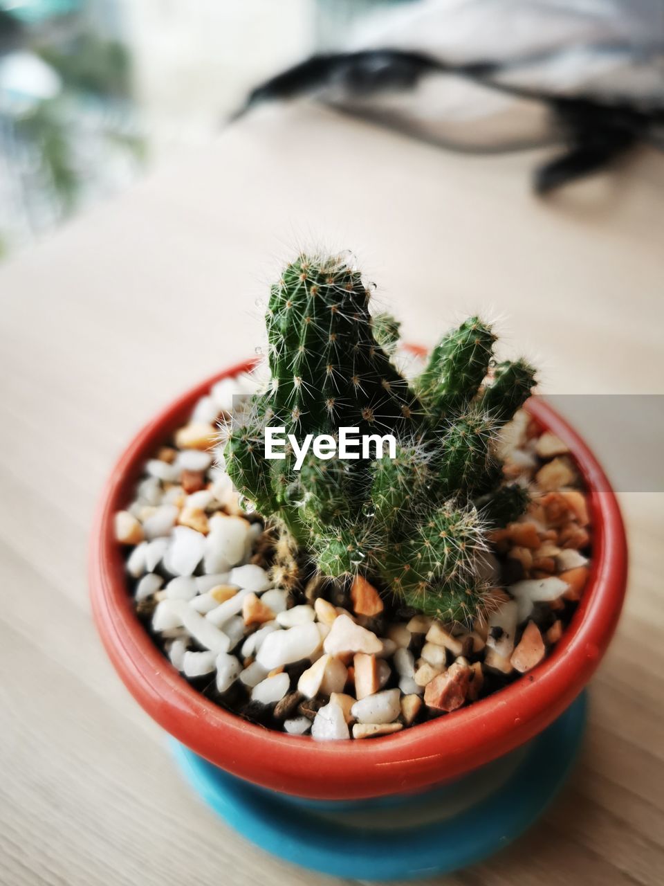 Close-up of succulent plant on table