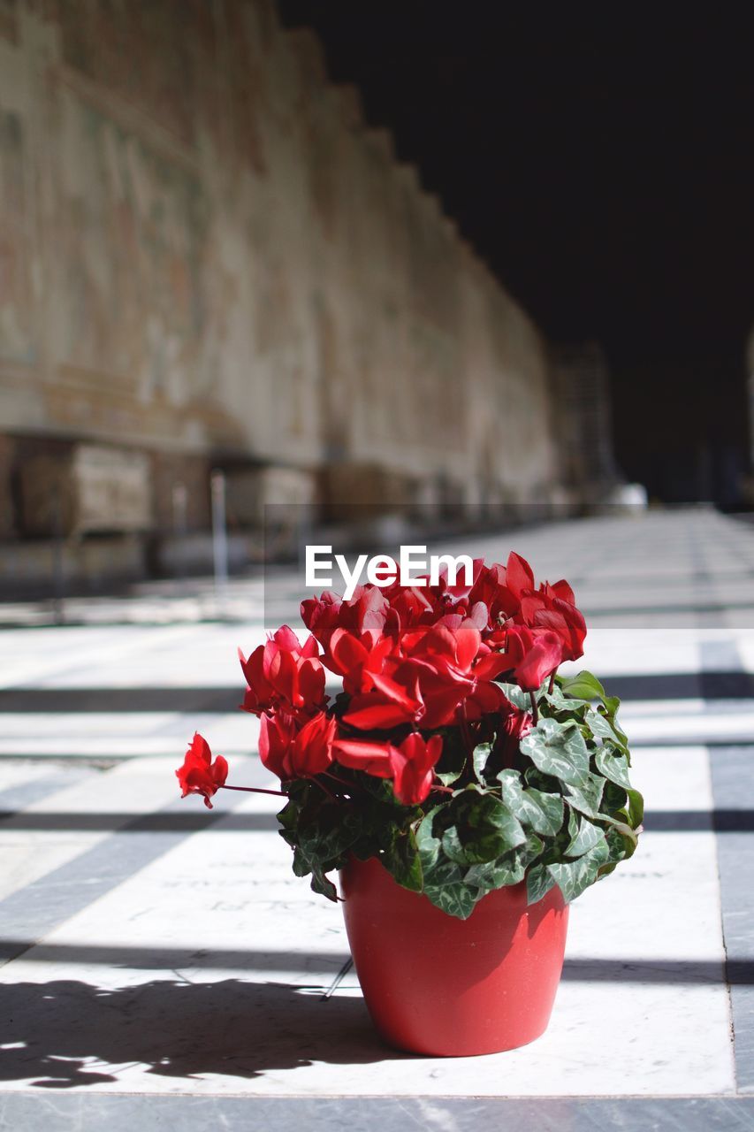 Close-up of red flower against blurred background