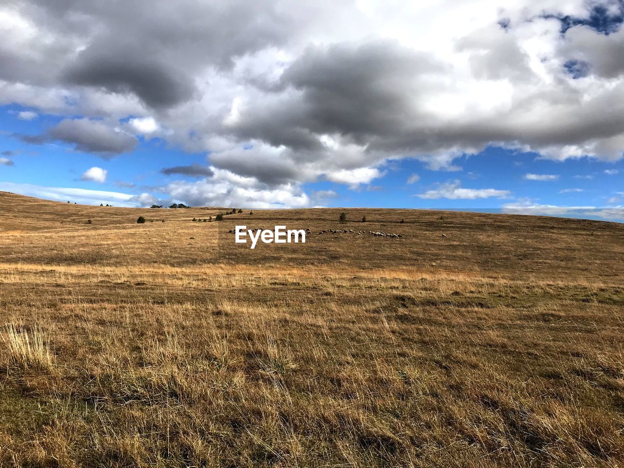 FIELD AGAINST SKY