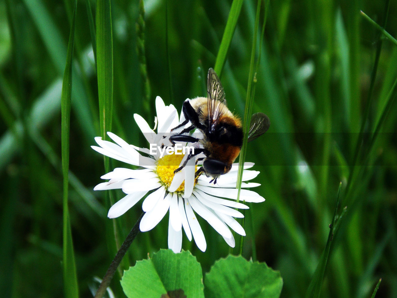 Close-up of bee pollinating on flower