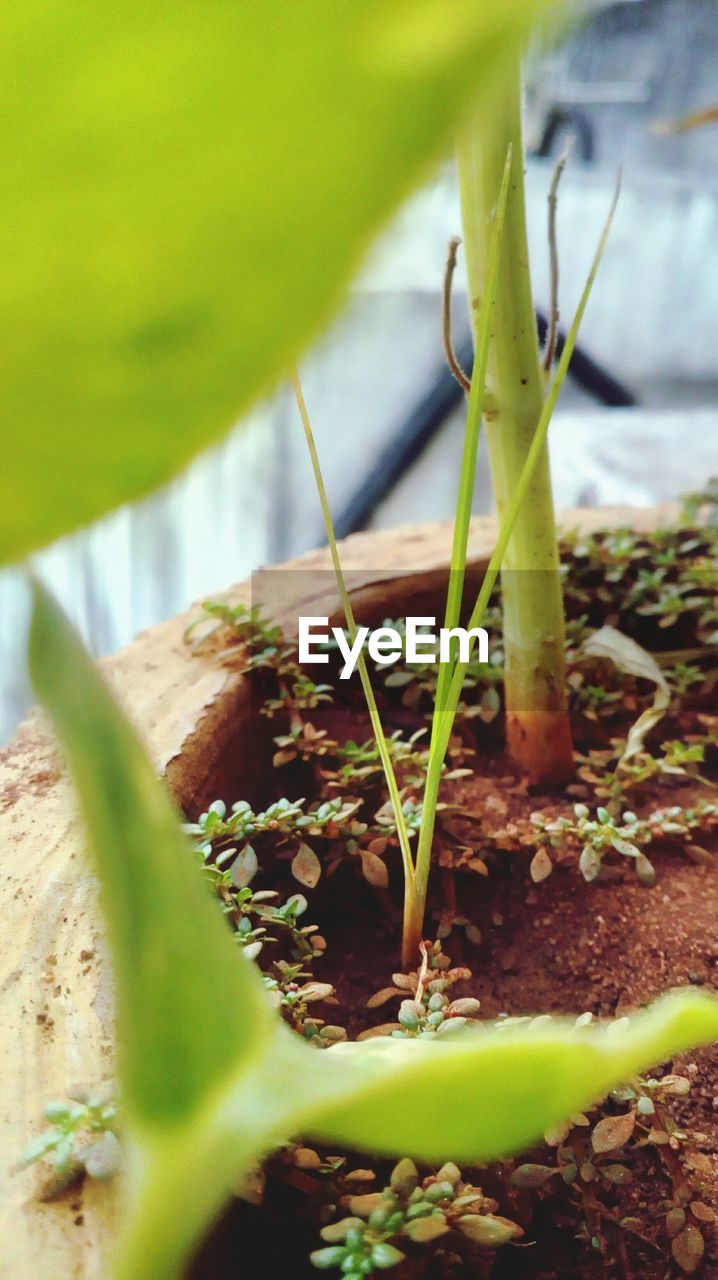 CLOSE-UP OF GREEN POTTED PLANT