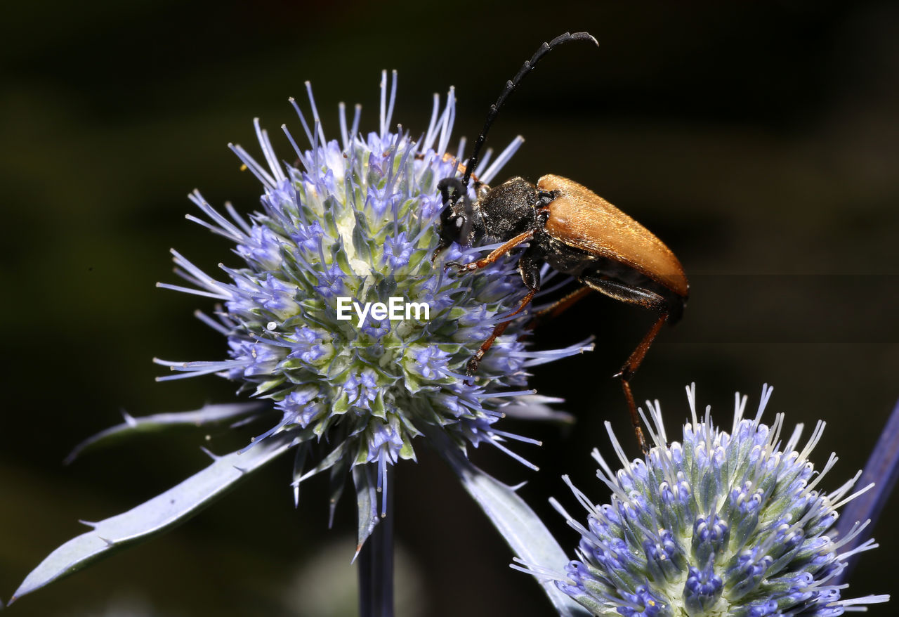 CLOSE-UP OF BEE ON FLOWER