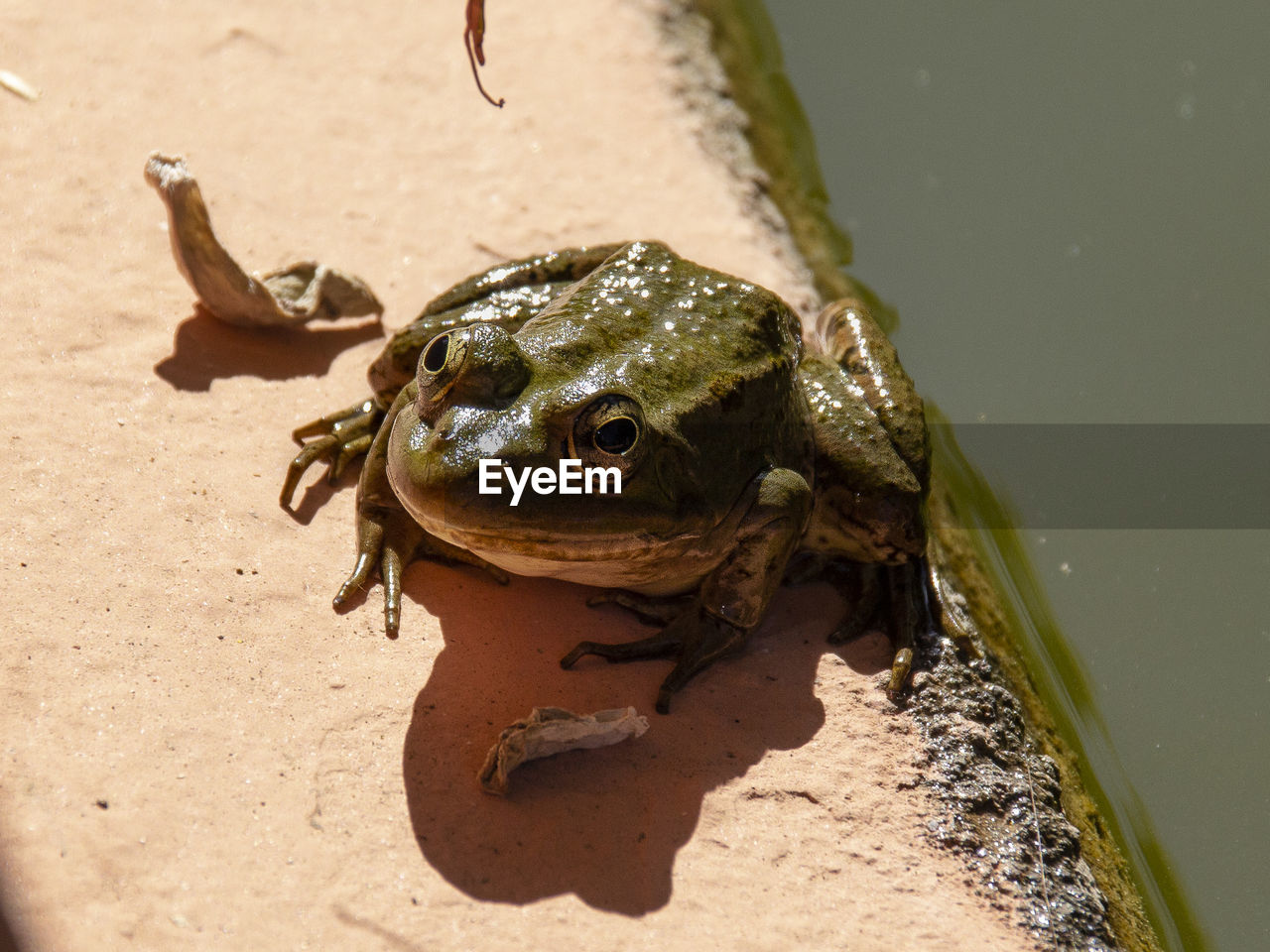 Close-up of frog on sand