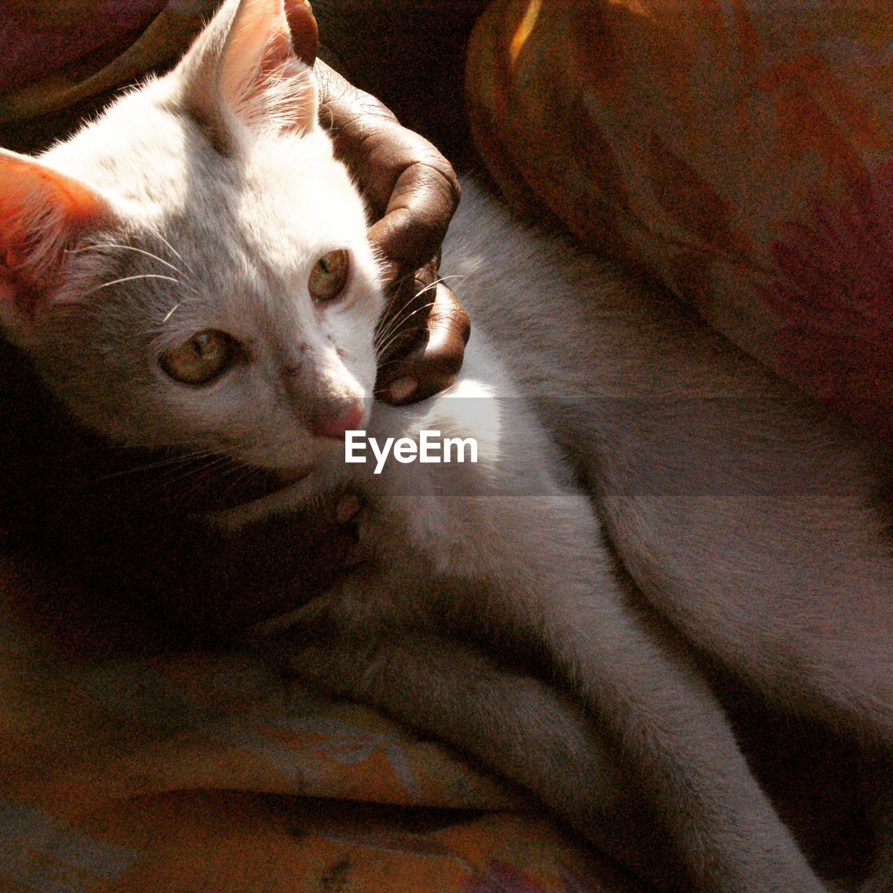 CLOSE-UP OF CAT LYING DOWN ON BED