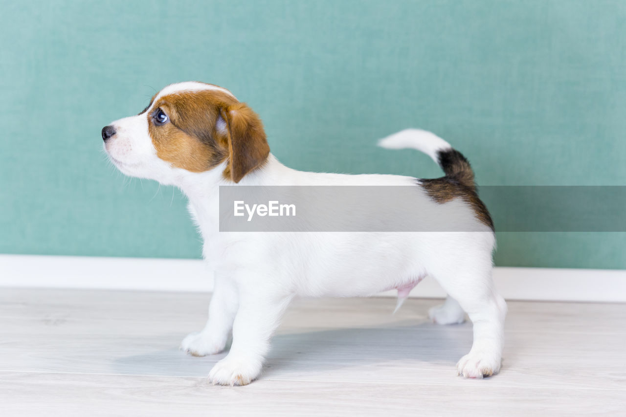 A jack russell terrier puppy with brown spots stands sideways in a rack, looks forward