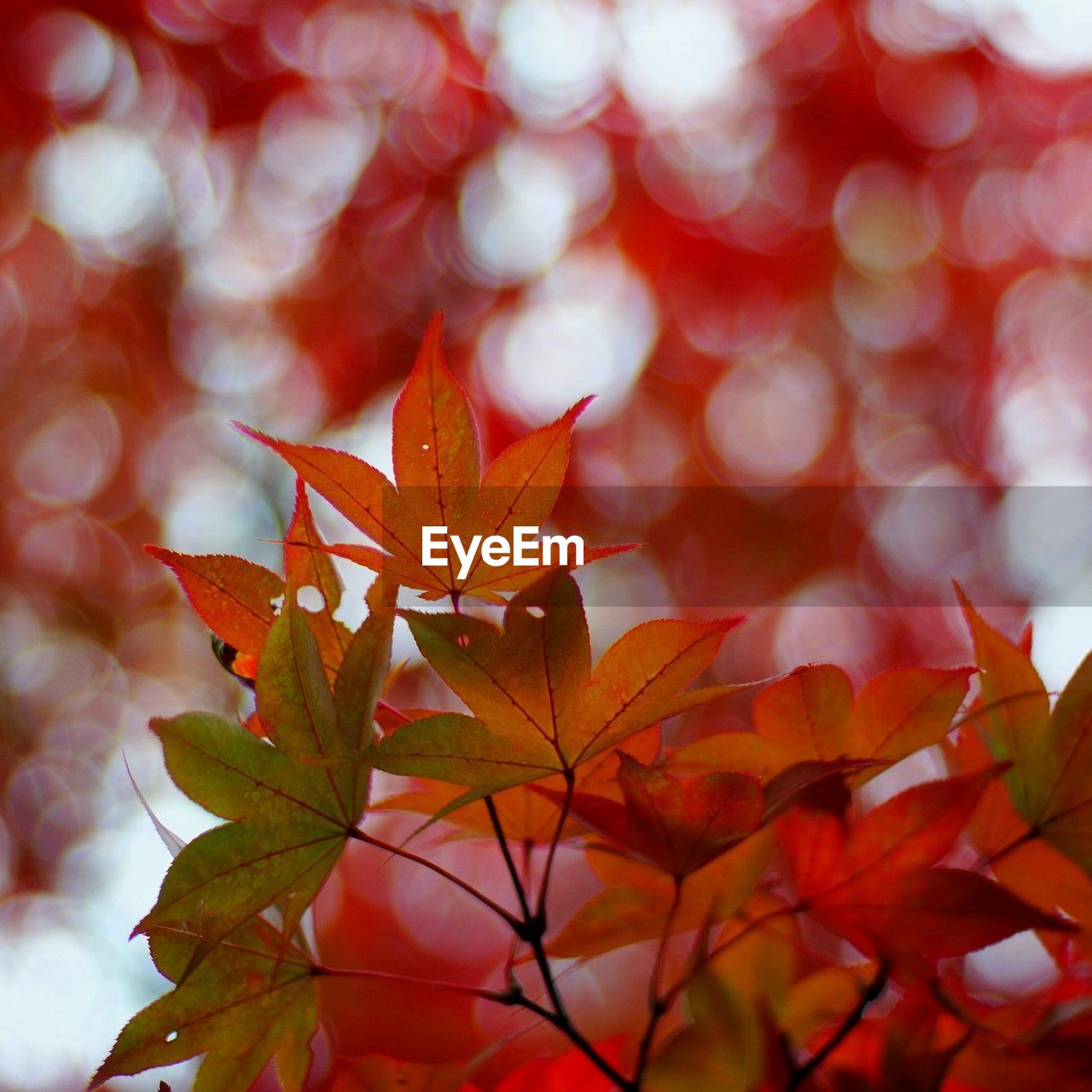 CLOSE-UP OF RED MAPLE LEAVES DURING AUTUMN