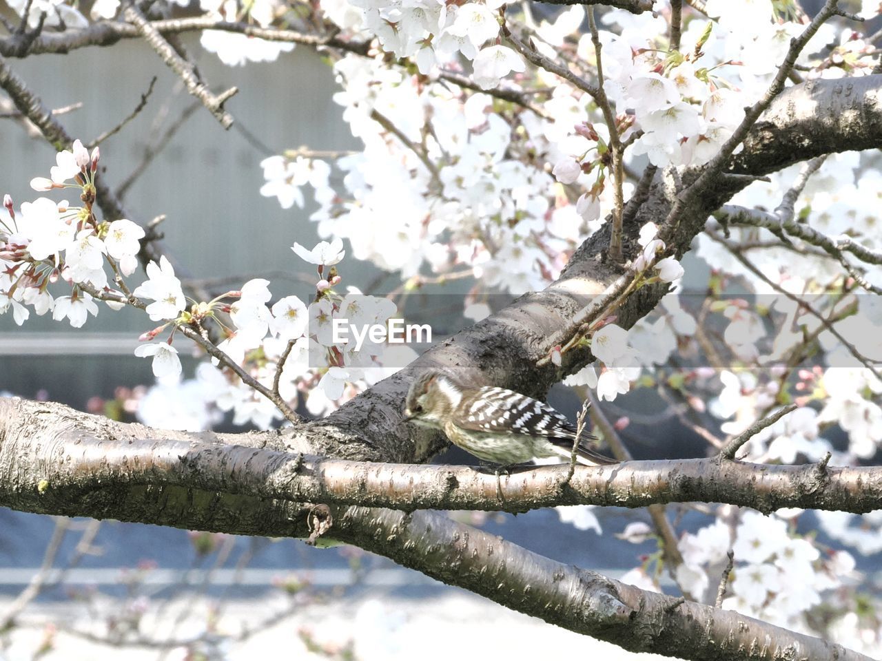 tree, plant, branch, spring, beauty in nature, blossom, nature, flower, springtime, bird, flowering plant, growth, fragility, day, low angle view, no people, animal themes, freshness, animal, outdoors, focus on foreground, cherry blossom, animal wildlife, twig, wildlife, perching, white, sky