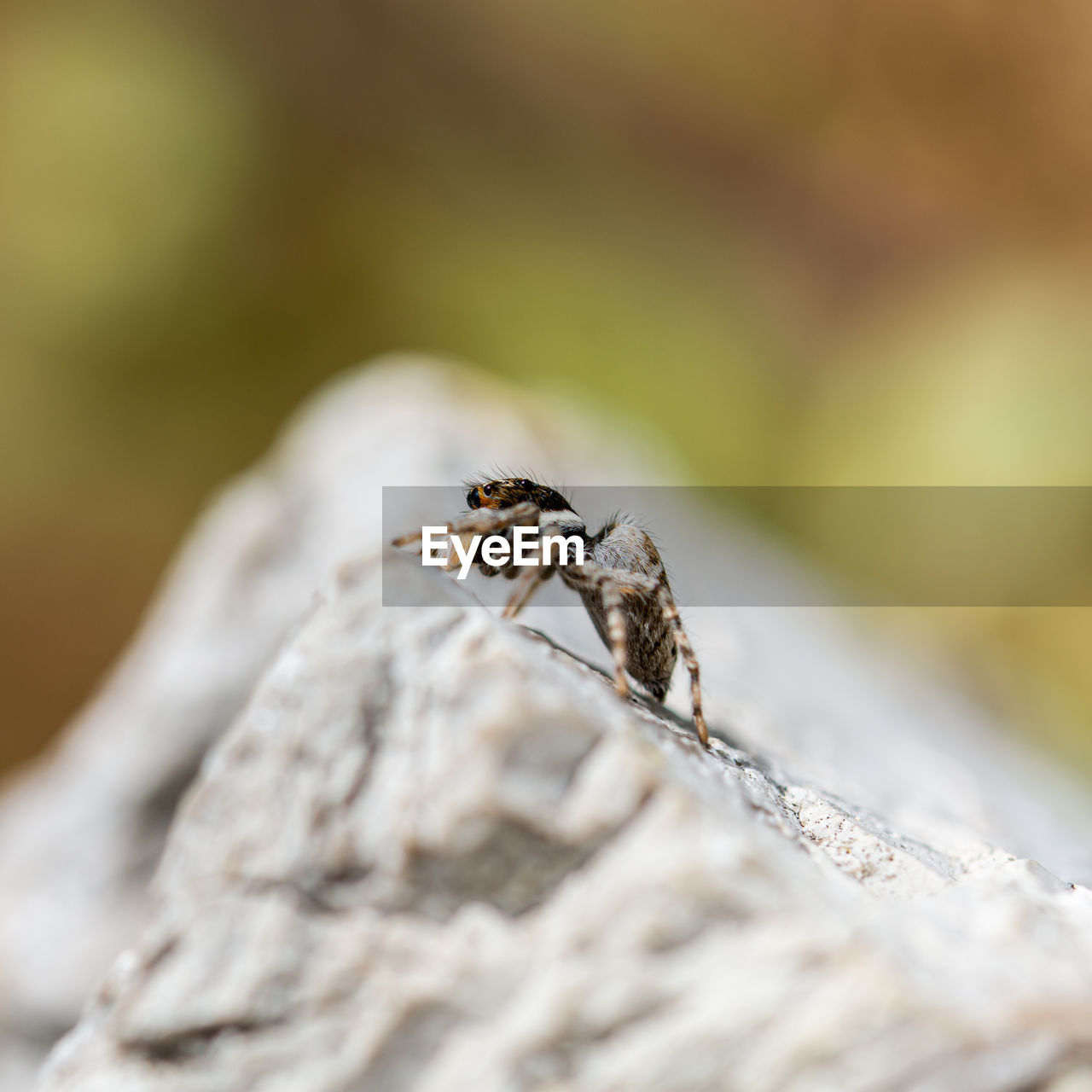 Close-up of spider on rock