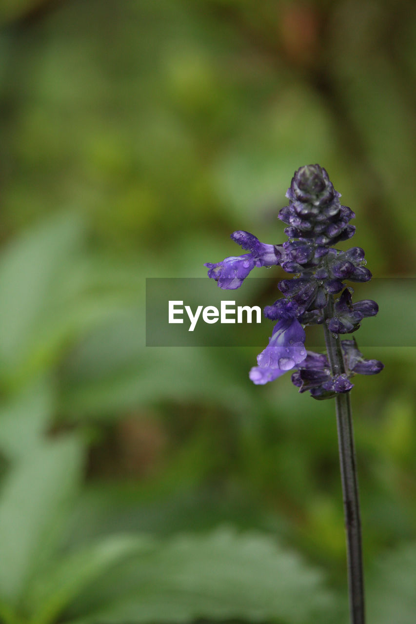 close-up of purple flowers