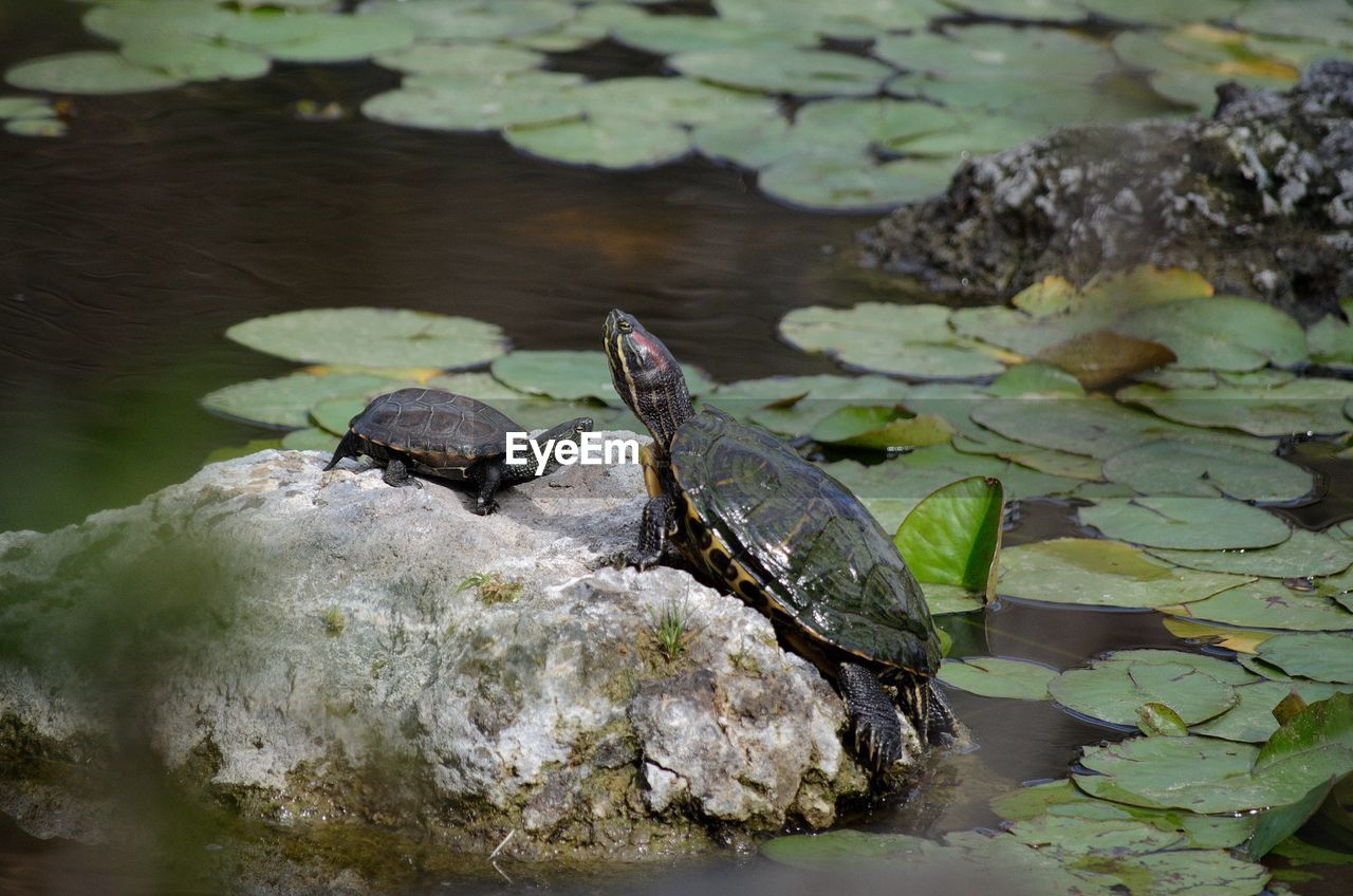 VIEW OF TURTLE ON ROCK