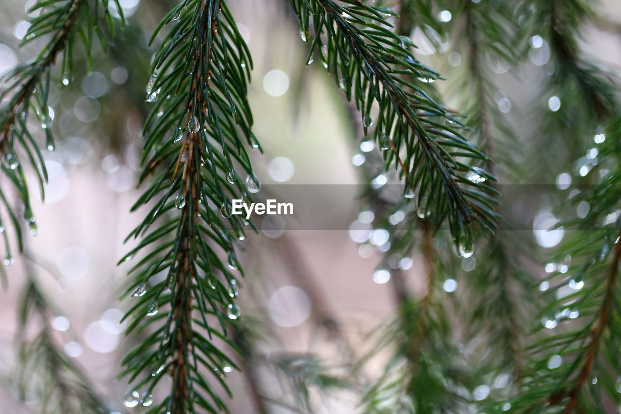 CLOSE-UP OF WET PINE TREES