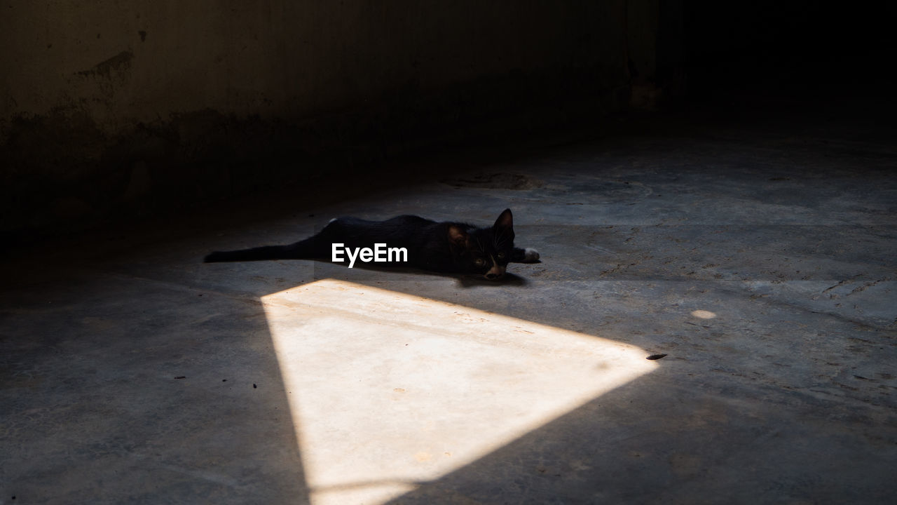 CAT SITTING ON STREET WITH SHADOW ON THE BACKGROUND