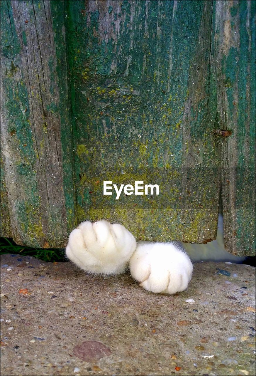 Close-up of cat paw by door