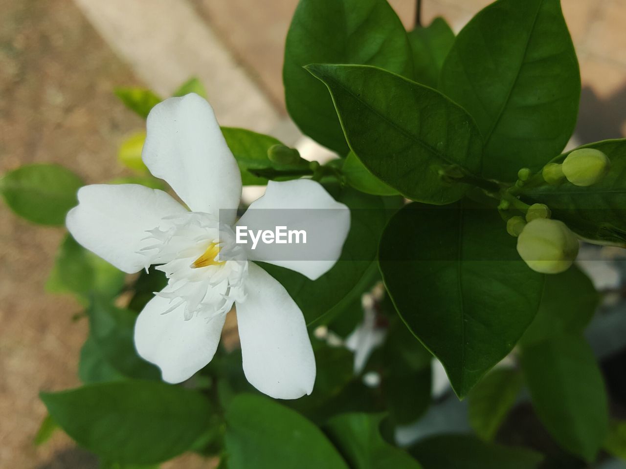 CLOSE UP OF WHITE FLOWER