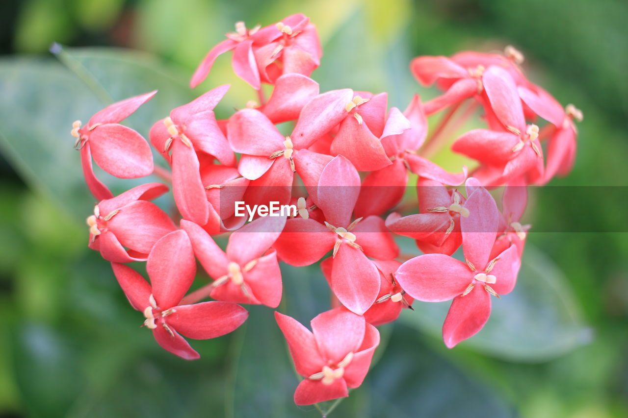 Close-up of red flowering plant