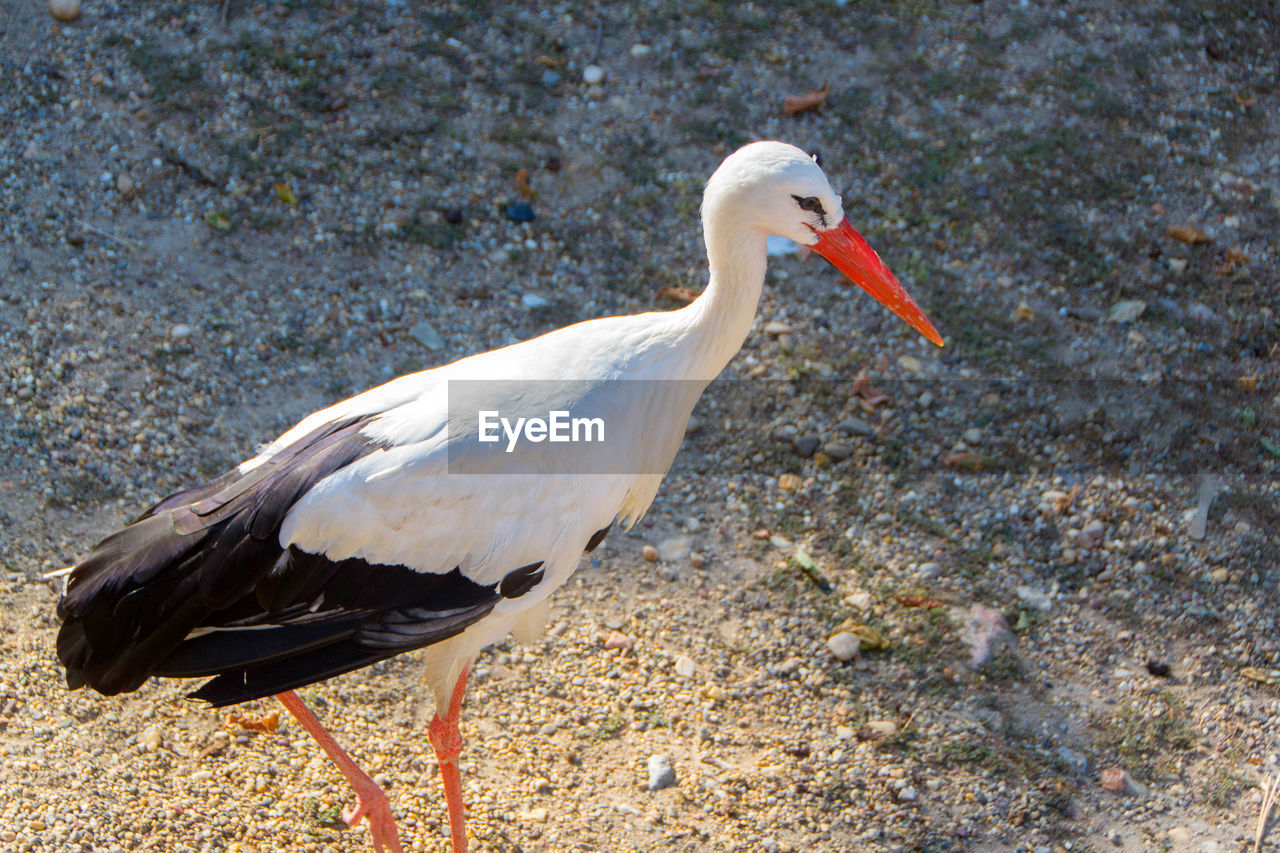 HIGH ANGLE VIEW OF BIRD ON ROCK