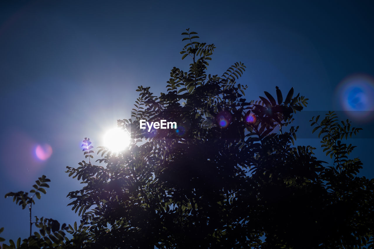 Low angle view of trees against blue sky