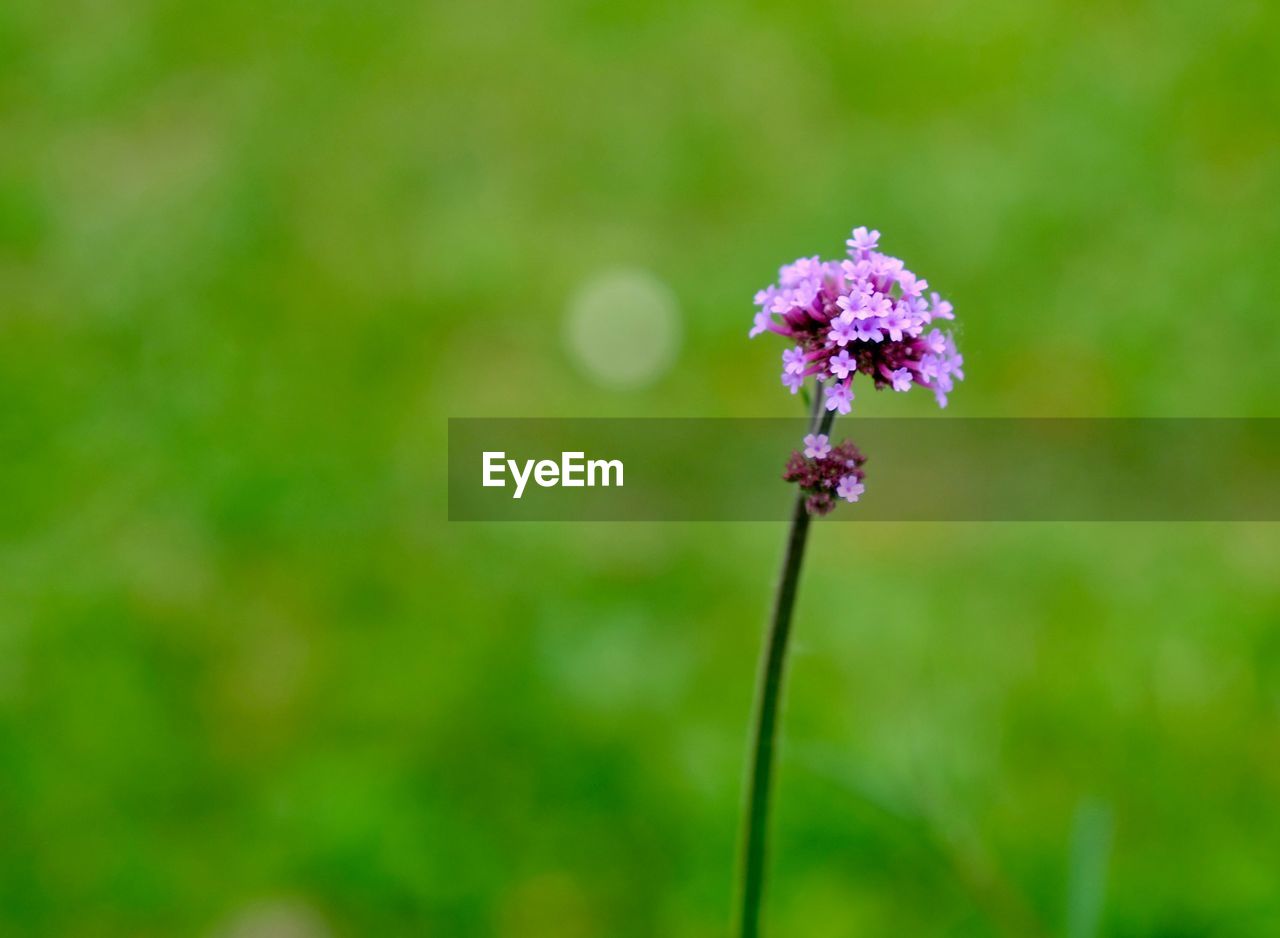 Close-up of purple flowering plant