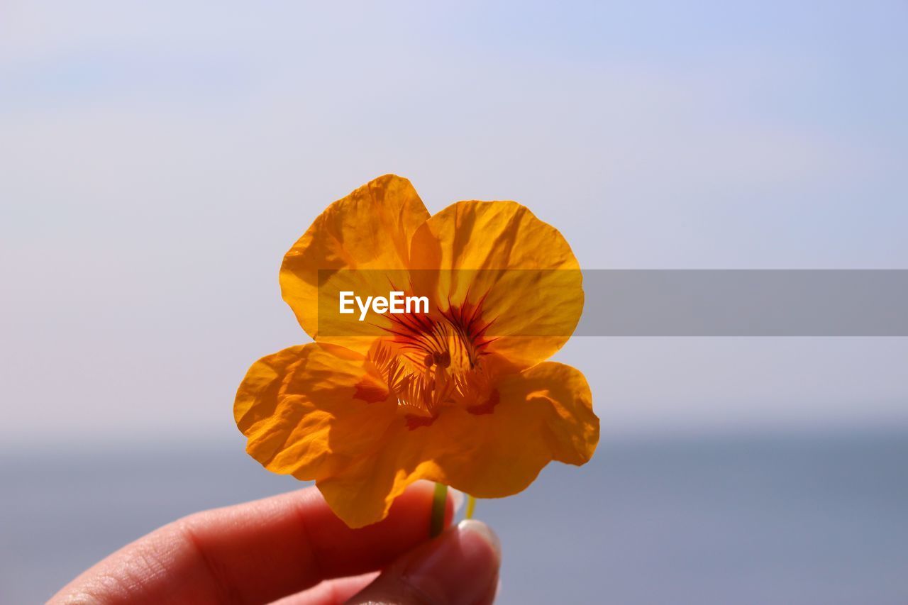 Cropped hand holding orange flower against sea