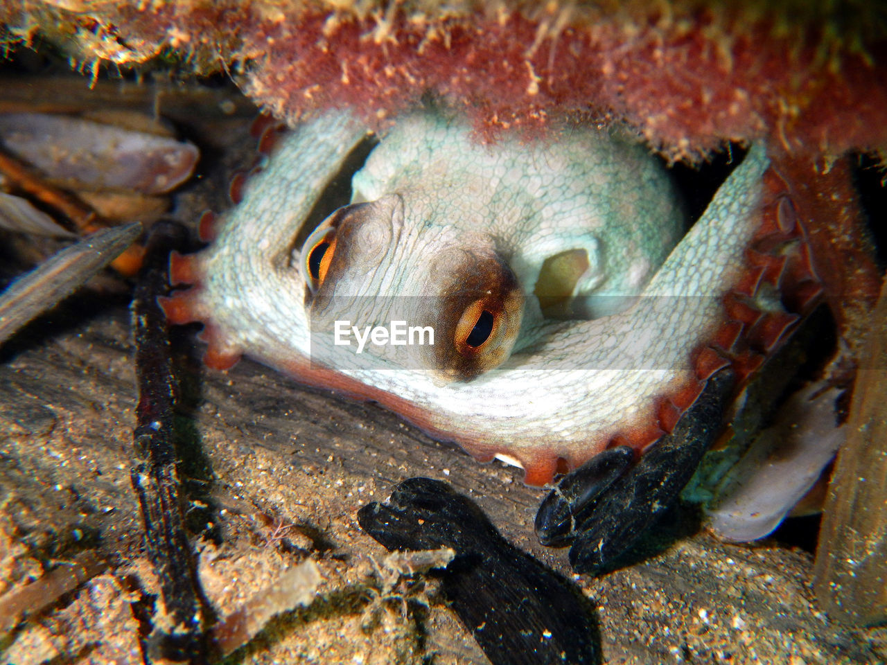 CLOSE-UP OF FISH