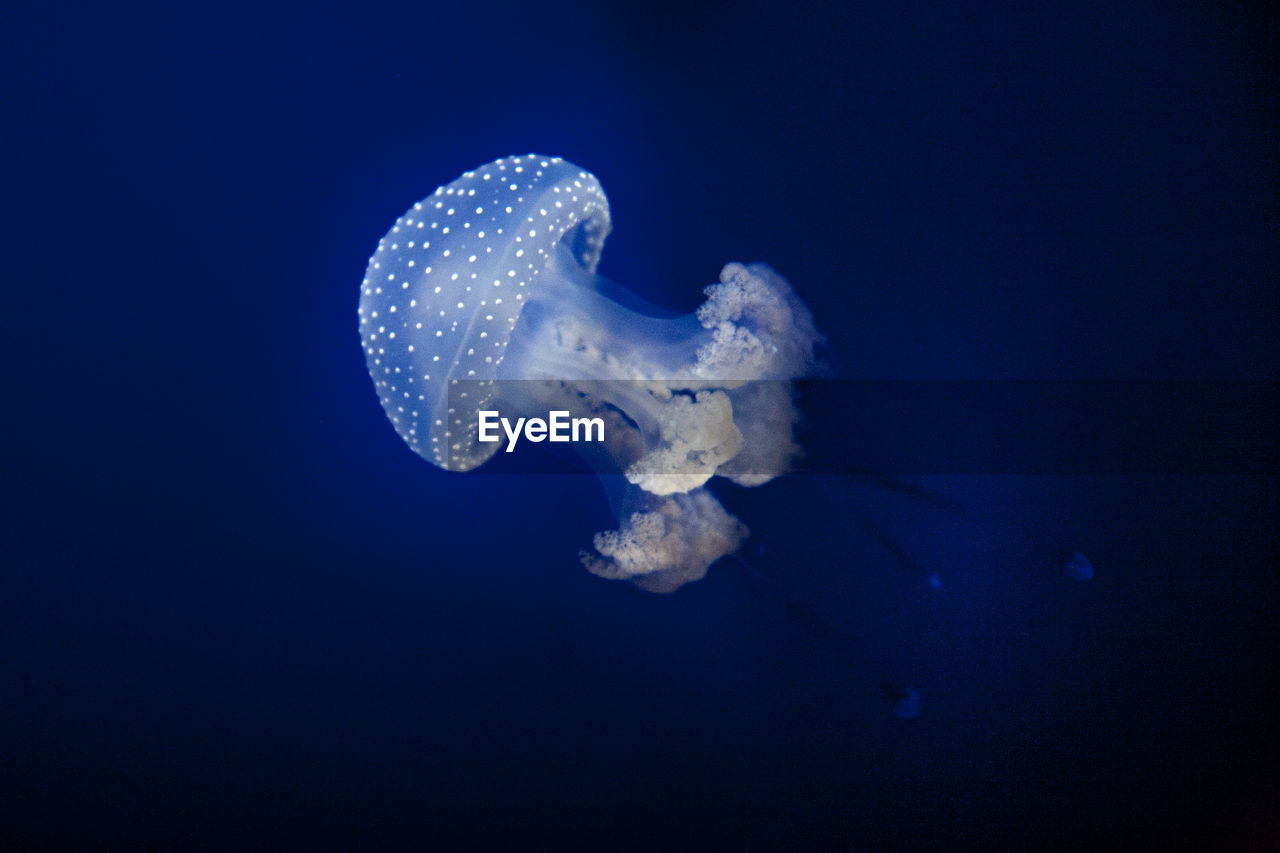 Colorful underwater wildlife we need to preserve, a beautiful jellyfish