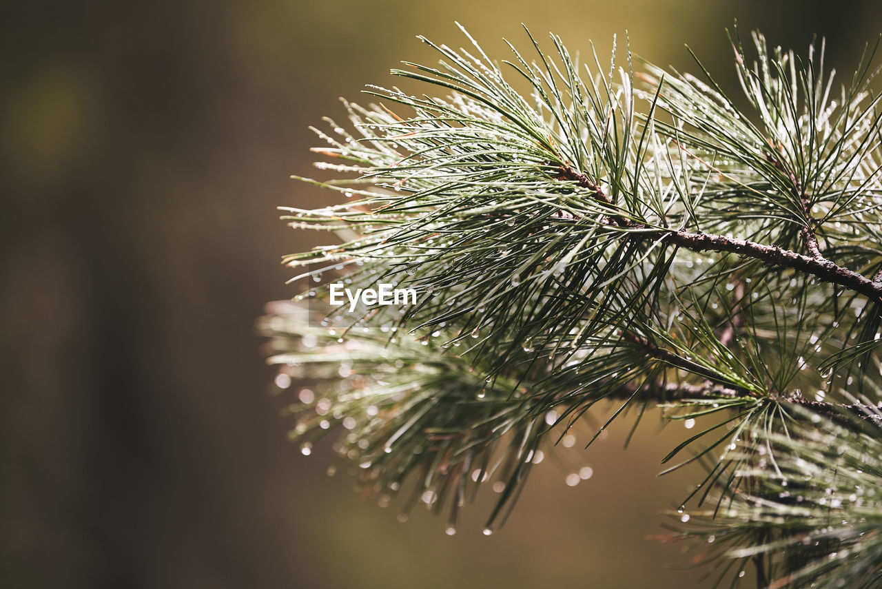 CLOSE-UP OF RAINDROPS ON TREE