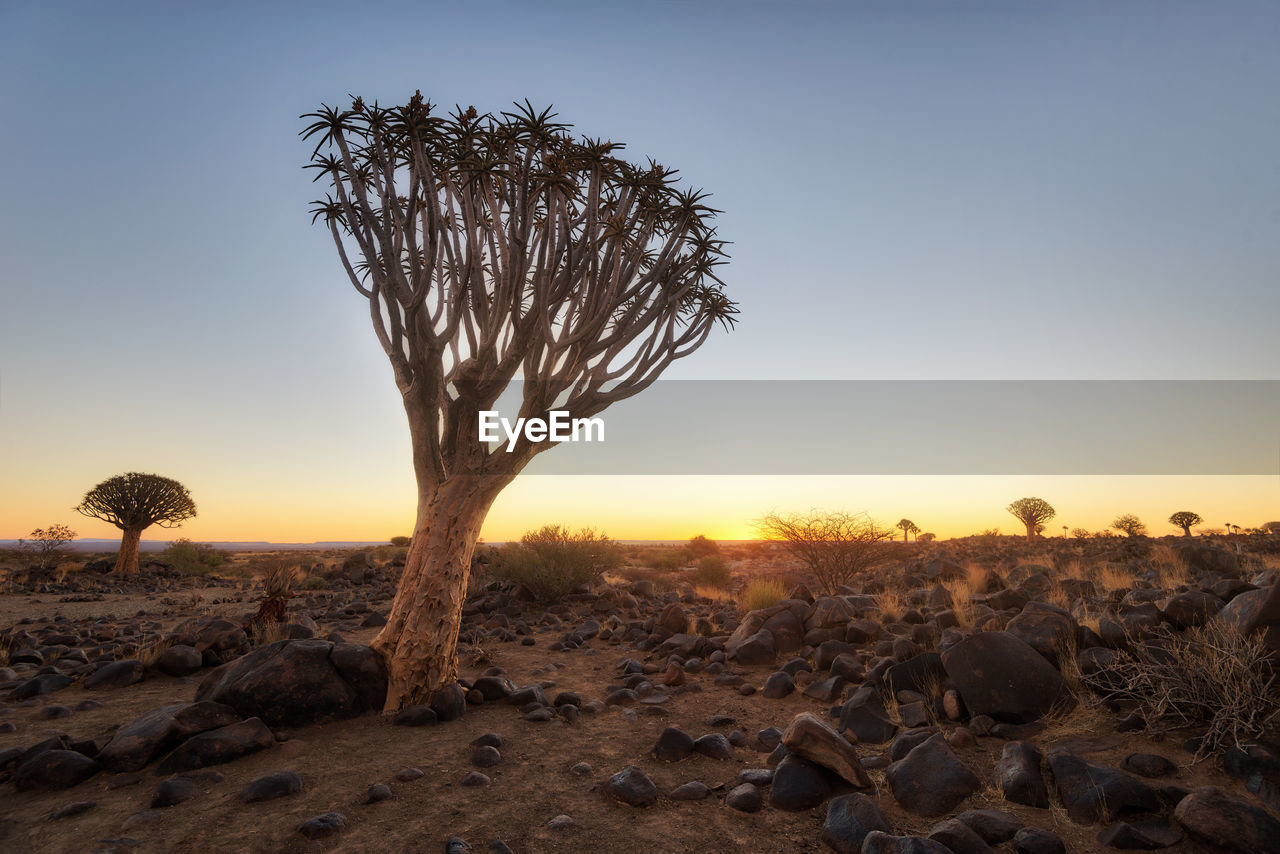 Quiver tree forest in southern namibia taken in january 2018