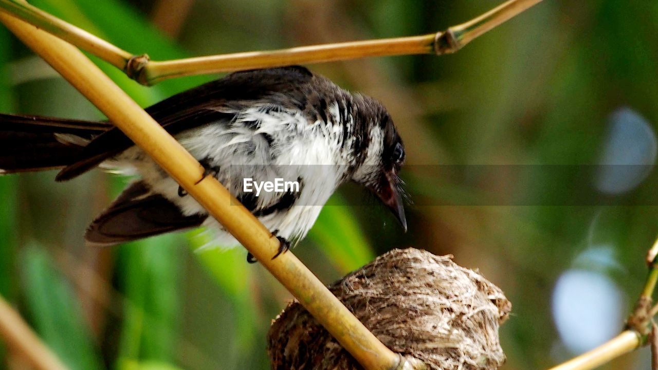 Close-up of bird perching on branch