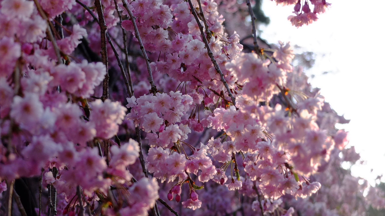 Low angle view of pink cherry blossoms in spring