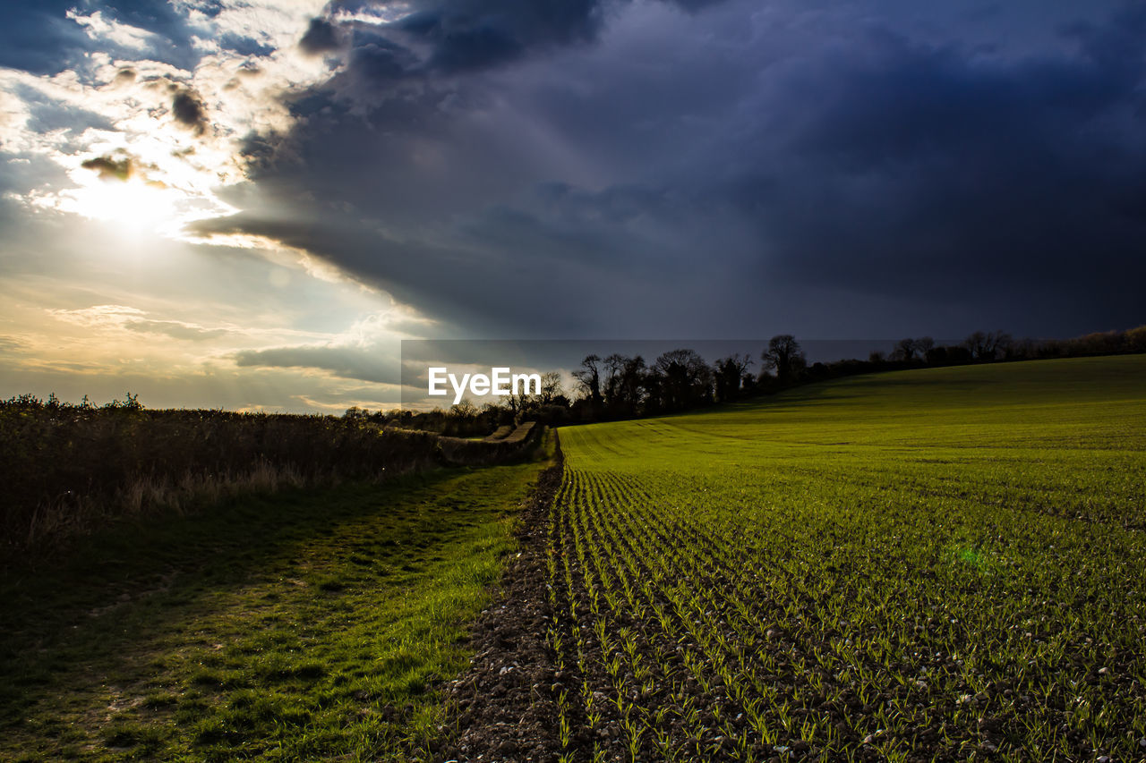 Crops growing on farm against cloudy sky at sunset