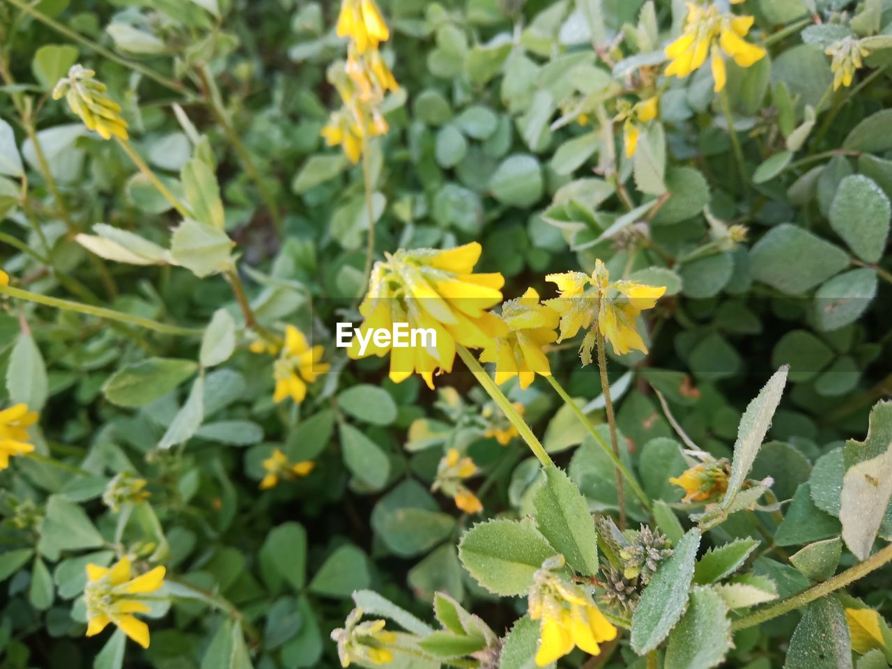 CLOSE-UP OF YELLOW FLOWERING PLANT AND LEAVES