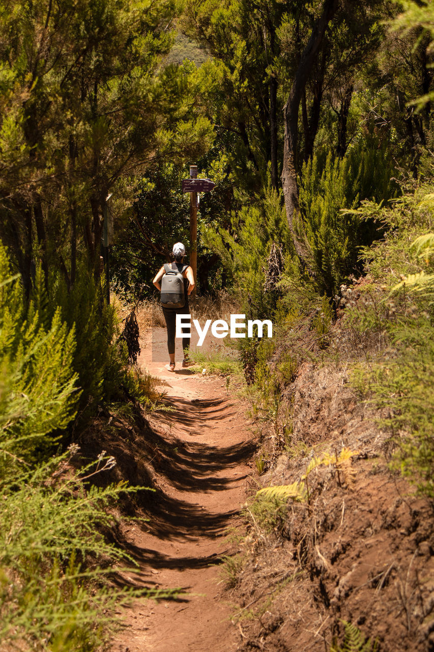 REAR VIEW OF MAN WALKING ON FOOTPATH AMIDST TREES