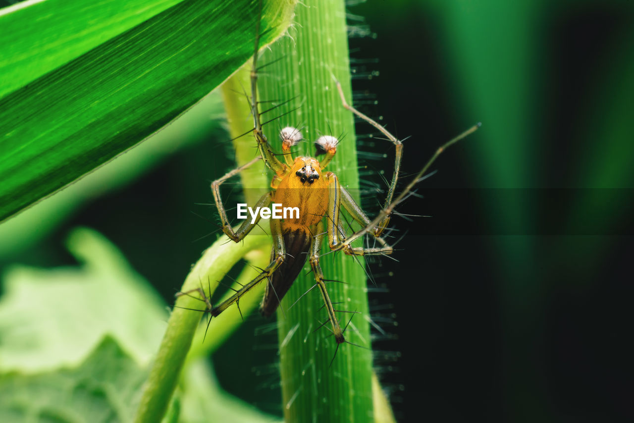 Spiders with multiple eyes dodge randomly camouflaging the prey that looks interesting  macro image.