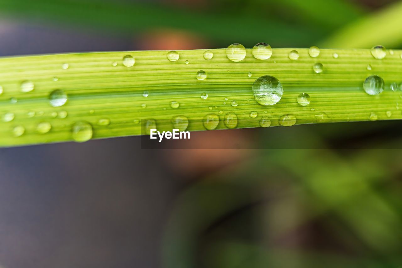 CLOSE-UP OF DEW DROPS ON PLANT