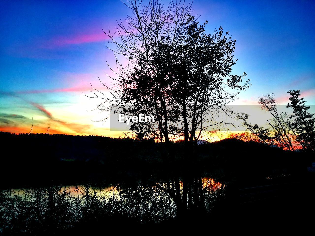 SILHOUETTE OF TREE AT SUNSET