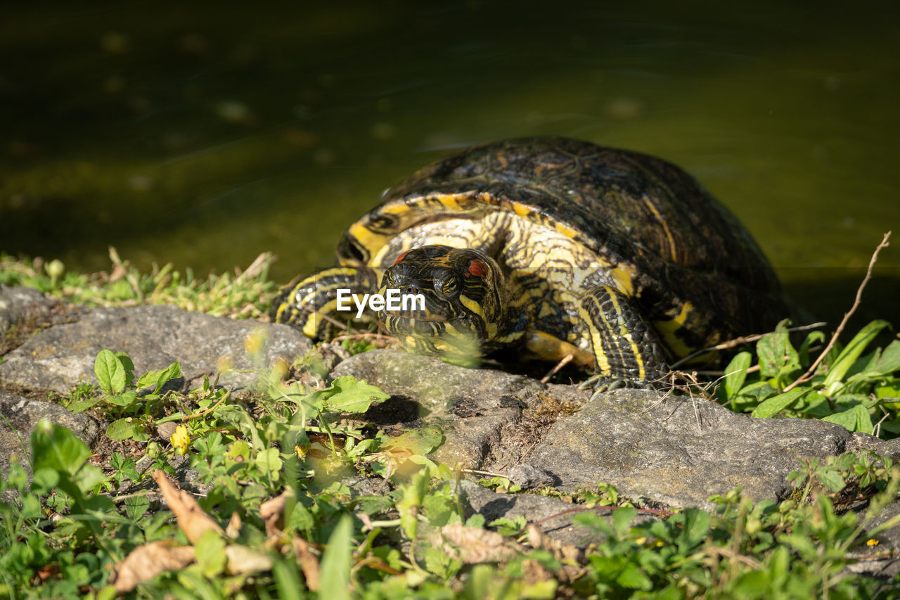 animal themes, nature, animal, animal wildlife, wildlife, one animal, reptile, green, turtle, water, no people, plant, tortoise, grass, day, lake, outdoors, shell, animal shell, close-up, sunlight