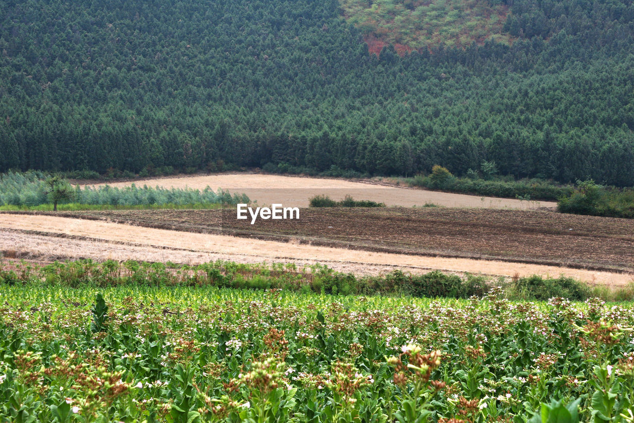 SCENIC VIEW OF FIELD BY TREES