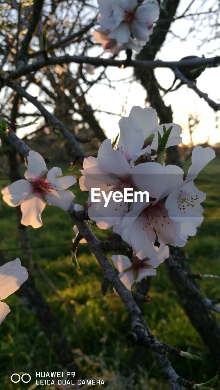 CLOSE-UP OF FRESH FLOWERS ON TREE