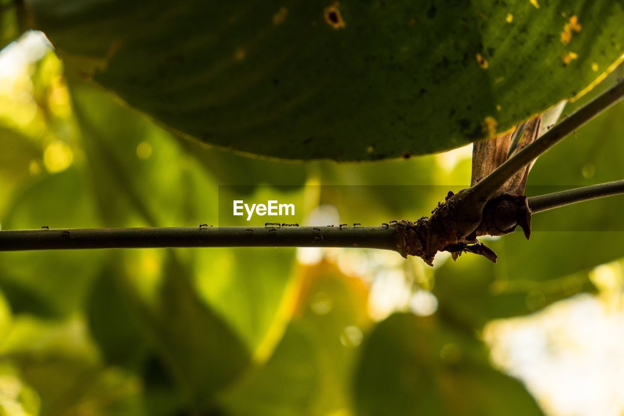 Close-up of insect on plant