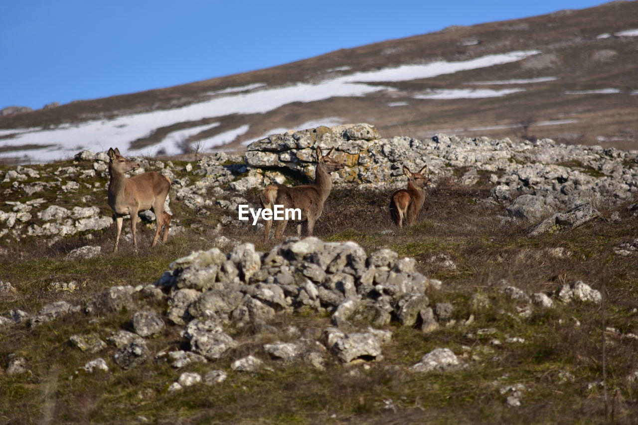 Deer in a field