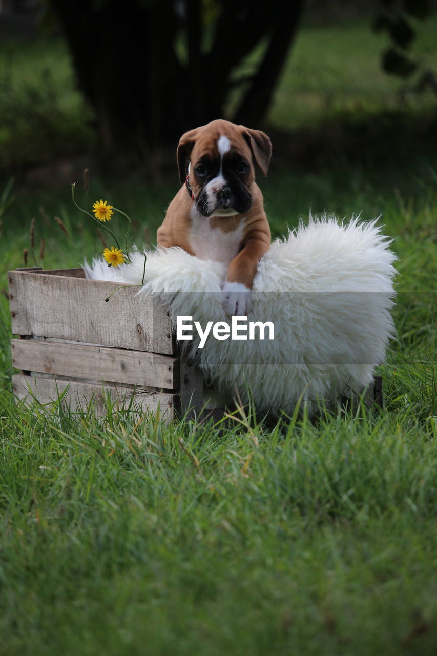 PORTRAIT OF DOG LYING ON GRASS