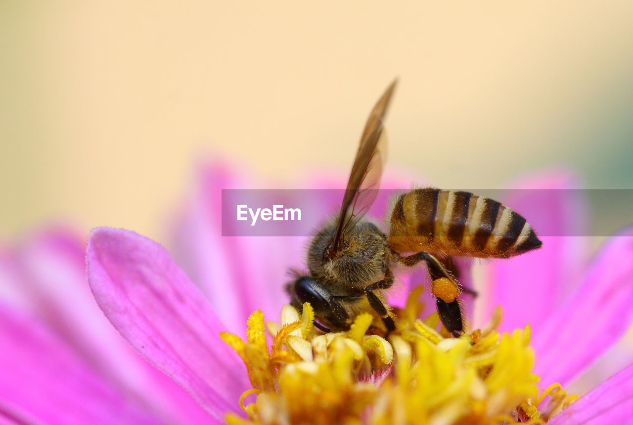 Close-up of bee pollinating on pink zinnia  flower