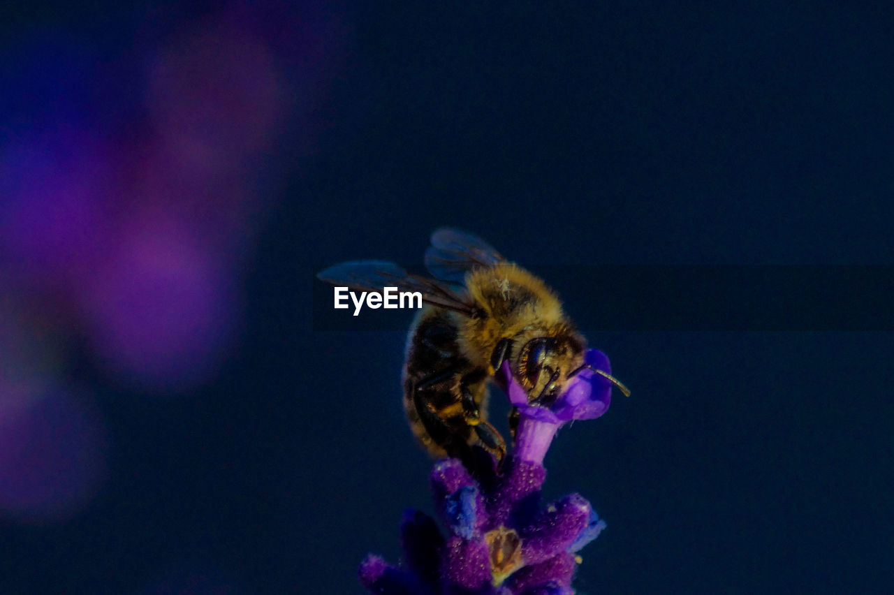 CLOSE-UP OF BEE POLLINATING FLOWER