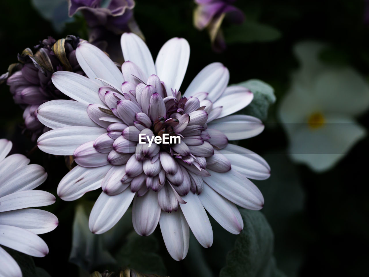 Close-up of purple flowers blooming outdoors